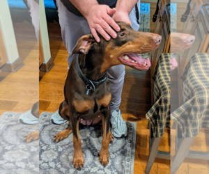 Brandy - Female Doberman Pinscher Dog for Adoption - Photo #9
