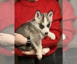 Small Photo #10 Siberian Husky Puppy For Sale in ROSEVILLE, CA, USA