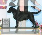Small Photo #1 Labrador Retriever Puppy For Sale in FRYTOWN, IA, USA