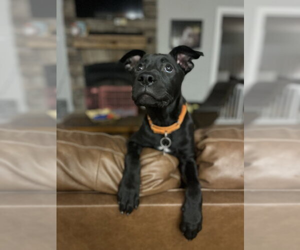 Medium Photo #9 Mutt Puppy For Sale in Imlay City, MI, USA