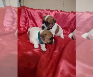 Jack Russell Terrier Puppy for sale in CHANDLER, OK, USA