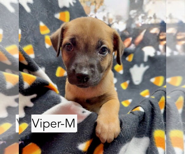 Medium Photo #2 Mutt Puppy For Sale in Gilberts, IL, USA