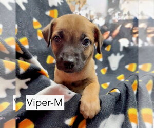 Viper - Male Mutt Dog for Adoption - Photo #2