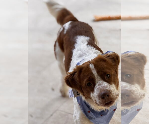 Medium Photo #2 Labany Puppy For Sale in Curwensville, PA, USA