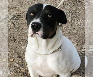 Mastiff-Unknown Mix Dogs for adoption in San Antonio, TX, USA