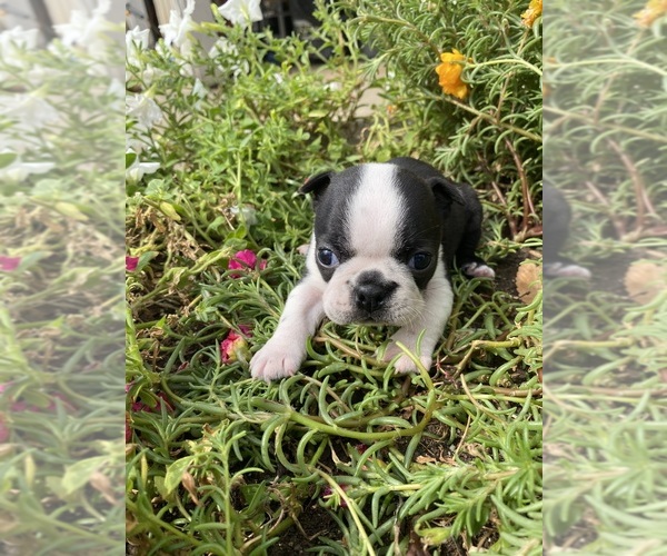 Medium Photo #1 Boston Terrier Puppy For Sale in FREDONIA, KS, USA