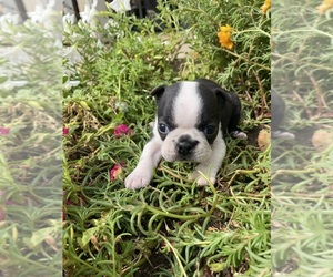 Boston Terrier Puppy for sale in FREDONIA, KS, USA