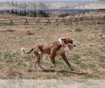 Small #8 American Pit Bull Terrier-Australian Shepherd Mix
