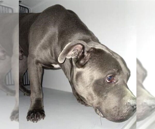 Medium Photo #2 Mutt Puppy For Sale in Houston, TX, USA