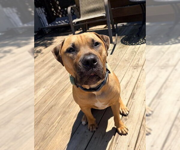 Medium Photo #1 American Pit Bull Terrier Puppy For Sale in Matawan, NJ, USA
