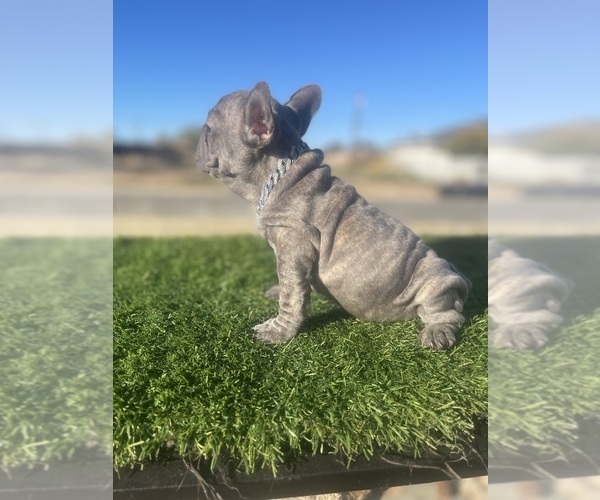 Medium Photo #8 French Bulldog Puppy For Sale in WEST HOLLYWOOD, CA, USA