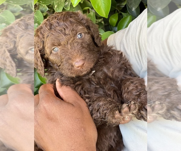 Medium Photo #1 Karakachan-Poodle (Standard) Mix Puppy For Sale in TEMPE, AZ, USA