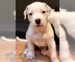 Small Photo #10 Dogo Argentino Puppy For Sale in AUSTIN, TX, USA
