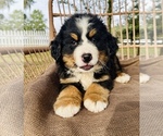Small Photo #2 Bernese Mountain Dog Puppy For Sale in OCALA, FL, USA