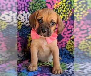 Puggle Puppy for sale in LANCASTER, PA, USA