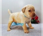 Small #1 Labrador Retriever