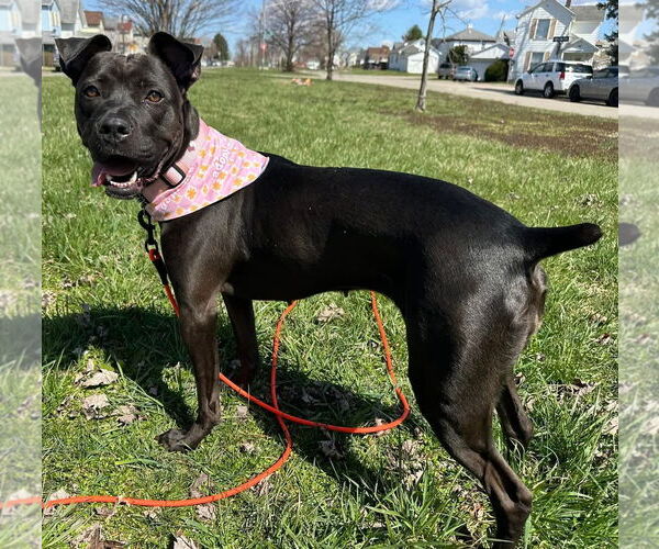 Medium Photo #9 American Pit Bull Terrier-Unknown Mix Puppy For Sale in Germantown, OH, USA
