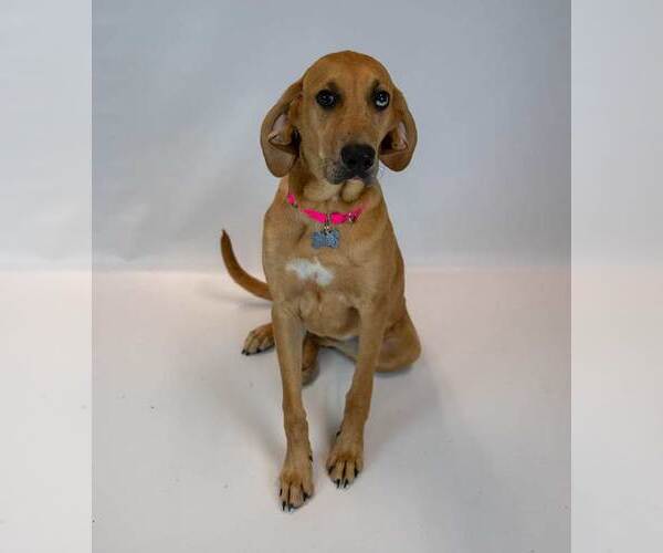 Medium Photo #6 Labrador Retriever-Unknown Mix Puppy For Sale in Kennesaw, GA, USA