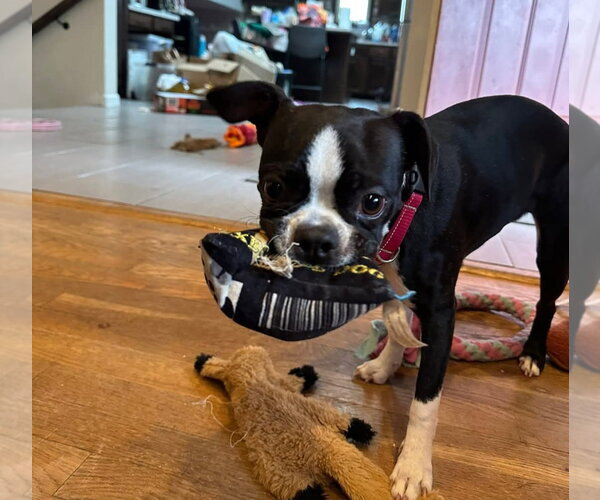 Medium Photo #1 Boston Terrier Puppy For Sale in Buffalo, MN, USA