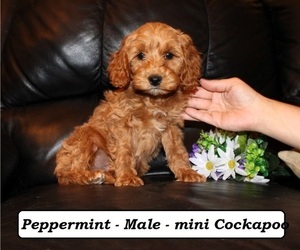 Cockapoo (Miniature) Puppy for Sale in CLARKRANGE, Tennessee USA