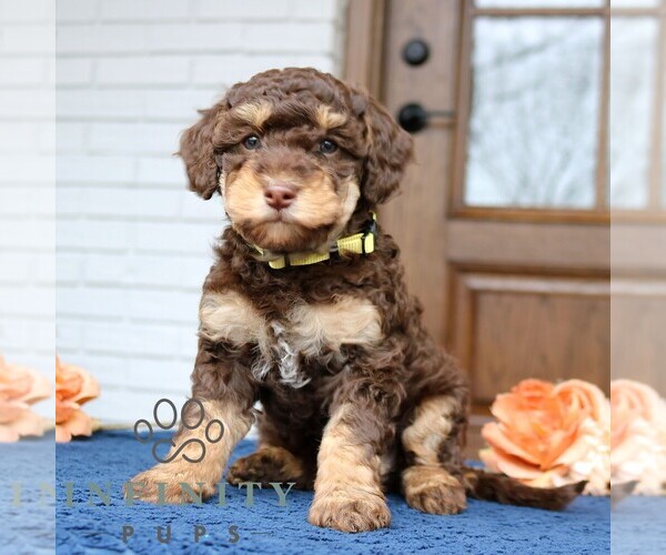 Medium Photo #2 Bernedoodle (Miniature) Puppy For Sale in LANCASTER, PA, USA