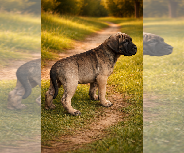 Medium Photo #1 Presa Canario Puppy For Sale in ANSON, ME, USA