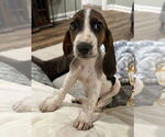 Small #3 Bagle Hound