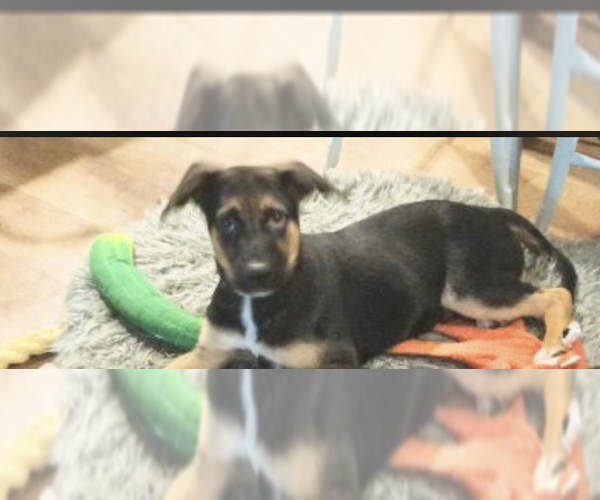 Medium Photo #5 German Shepherd Dog-Unknown Mix Puppy For Sale in Holly Springs, NC, USA