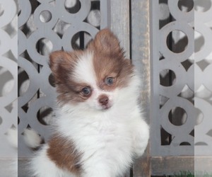 Pomeranian Puppy for Sale in NAPLES, Florida USA