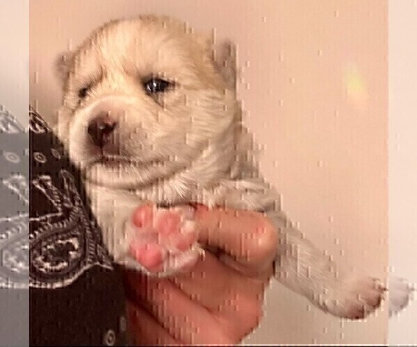 Medium Photo #158 Pomsky Puppy For Sale in LOVELAND, CO, USA
