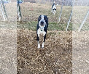 Pointer-Unknown Mix Dogs for adoption in Lewisburg, WV, USA
