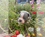 Small #7 Faux Frenchbo Bulldog