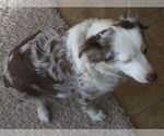 Small Photo #1 Australian Shepherd Puppy For Sale in DEMING, NM, USA