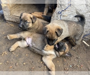 Beauceron-Belgian Malinois Mix Puppy for sale in SANTA MARIA, CA, USA