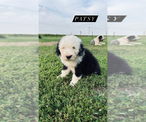 Old English Sheepdog Puppy for sale in SPRINGFIELD, IL, USA