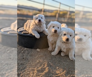 Great Pyrenees Puppy for sale in FRAZIER PARK, CA, USA