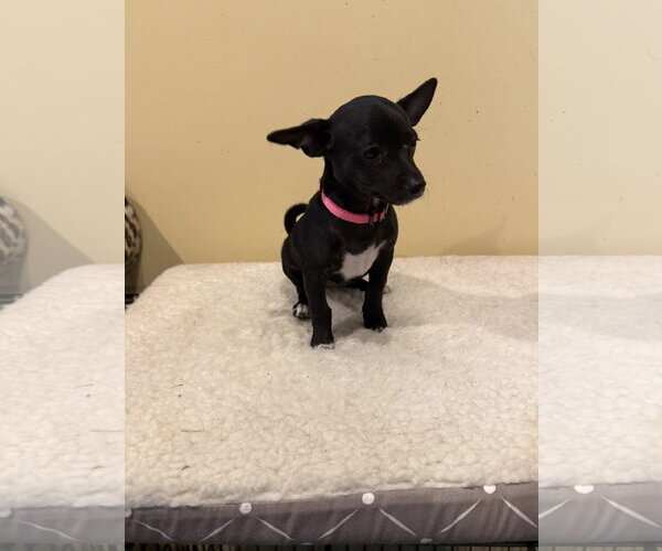 Medium Photo #2 Chihuahua-Unknown Mix Puppy For Sale in Royal Palm Beach, FL, USA