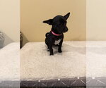 Small #1 Chihuahua Mix