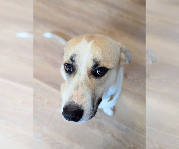 Medium Photo #8 Labrador Retriever-Unknown Mix Puppy For Sale in Sandy, UT, USA