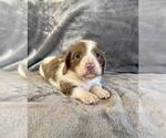 Small Photo #4 Dachshund Puppy For Sale in AIKEN, SC, USA