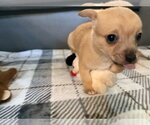 Small #1 Chihuahua Mix