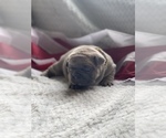 Small Photo #8 French Bulldog Puppy For Sale in RICHLAND, IA, USA
