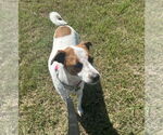 Small #13 Jack Russell Terrier-Whippet Mix