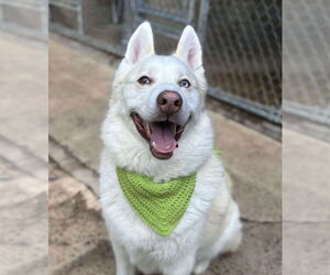 Maverick - Male Siberian Husky Dog for Adoption - Photo #3