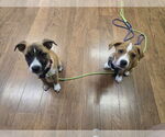 Small #2 Labrador Retriever Mix