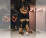 Small Photo #5 Rottweiler Puppy For Sale in VICTORVILLE, CA, USA