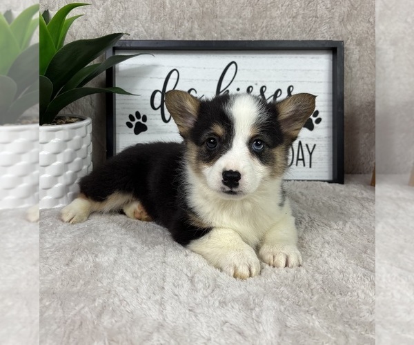 Medium Photo #1 Pembroke Welsh Corgi Puppy For Sale in FRANKLIN, IN, USA