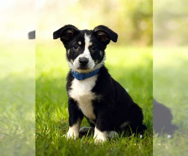 Medium Photo #1 Mutt Puppy For Sale in Fort Wayne, IN, USA