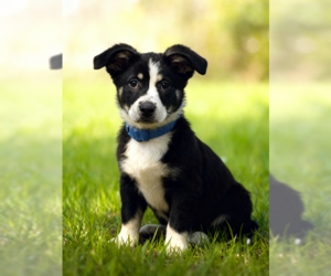 Mutt Dogs for adoption in Fort Wayne, IN, USA