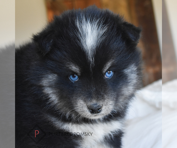 Medium Photo #6 Pomsky Puppy For Sale in KANSAS CITY, MO, USA